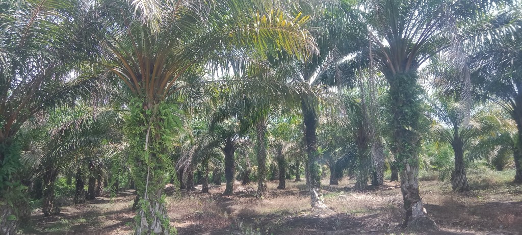Lahan Perkebunan Desa Panton Lawe