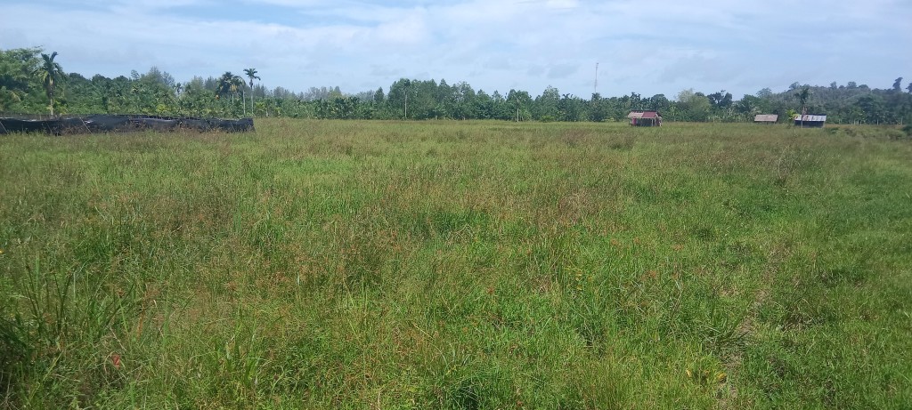 Lahan pertanian Desa Panton Lawe 